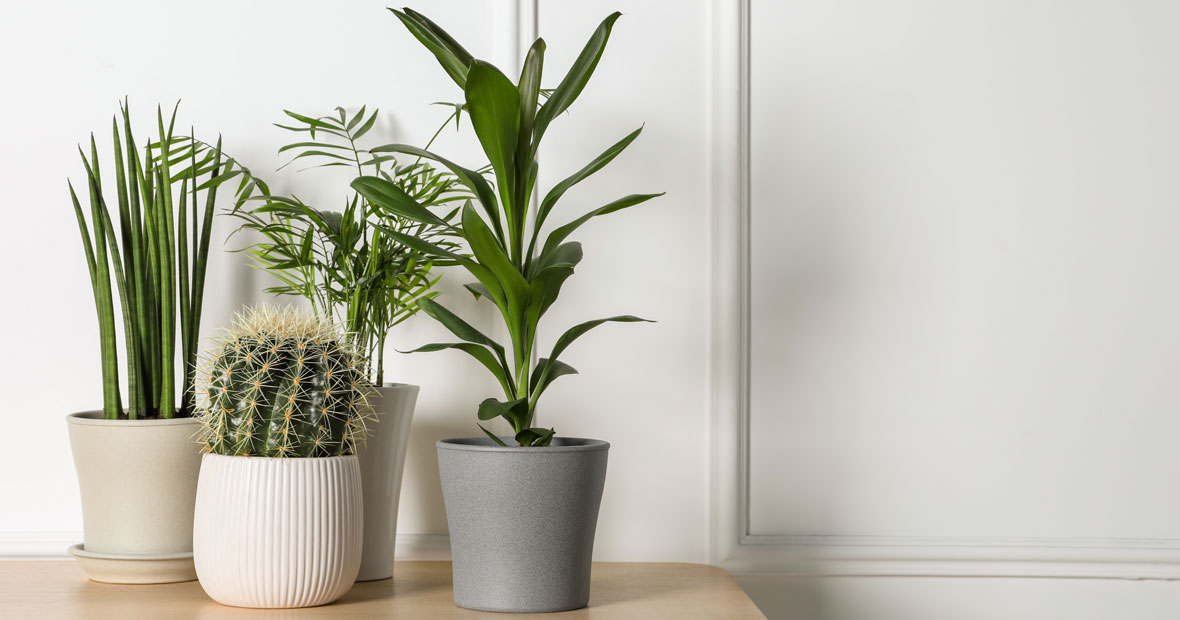 plantes
